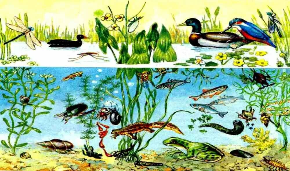Водная среда обитатели растения. Экосистема лесного озера. Биоценоз пресноводного пруда. Биоценоз пруда ярусность. Экосистема пруд биоценоз.