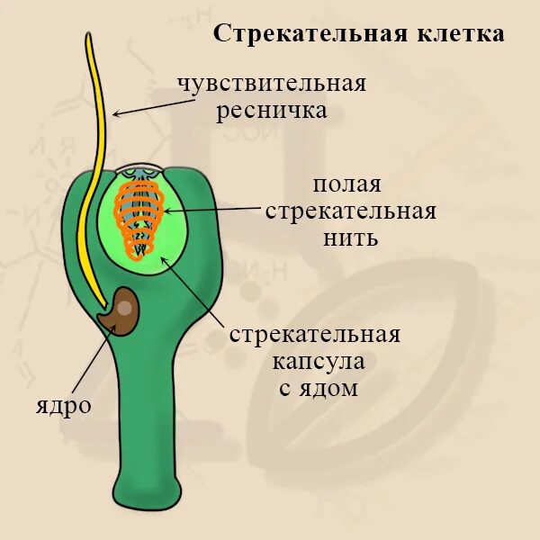 Стрекательная клетка состоит из. Стрекательные клетки гидры. Строение стрекательной клетки. Строение стрекательной клетки гидры. Стрекательные клетки кишечнополостных.