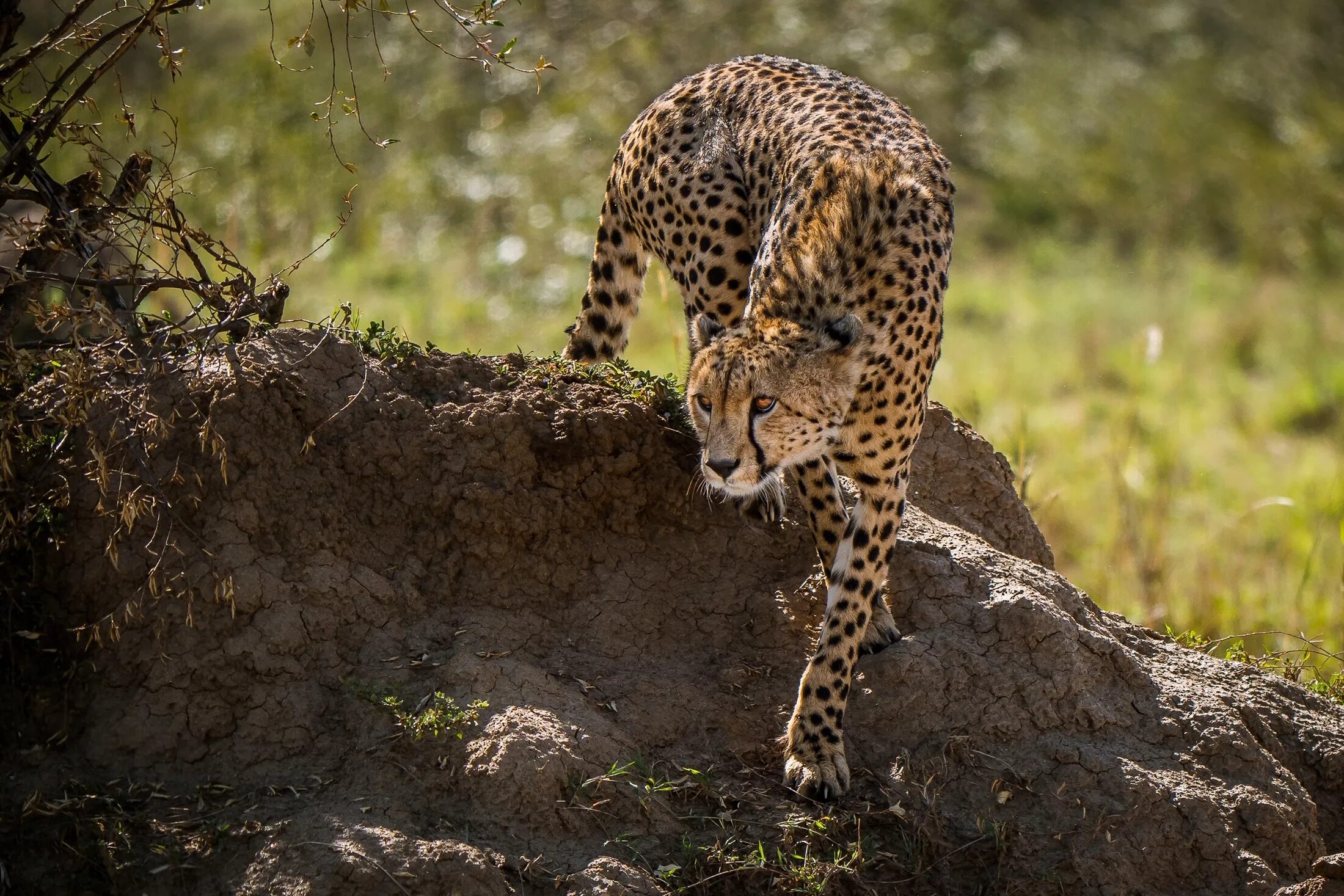 Cheetah (гепард). Южноафриканский гепард. Гепарды Сьерра Леоне. Хищные животные гепард. Дикие животные гепарды