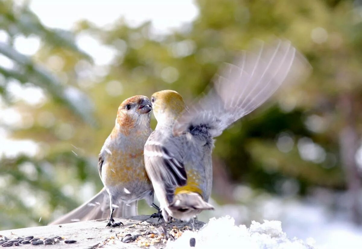 Раз два птицы. Птицы. Природа птицы. Влюбленные птицы.