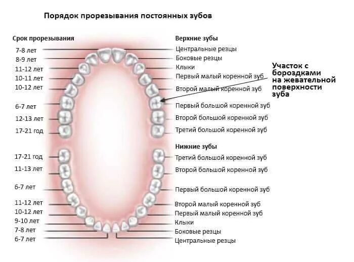 Все ли молочные зубы меняются на постоянные. Зубы у детей порядок прорезывания коренных зубов. Зубы у детей схема прорезывания постоянных зубов у детей. Коренные зубы у детей порядок прорезывания коренных. Когда режутся коренные жевательные зубы у детей.