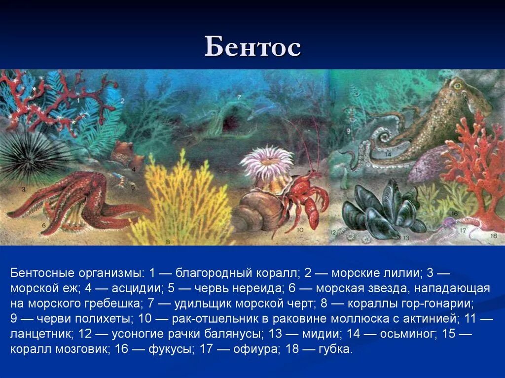 Группа морских организмов на дне океана. Представители бентоса. Что такое бентос в биологии 5 класс. Кораллы бентос. Бентосные организмы.