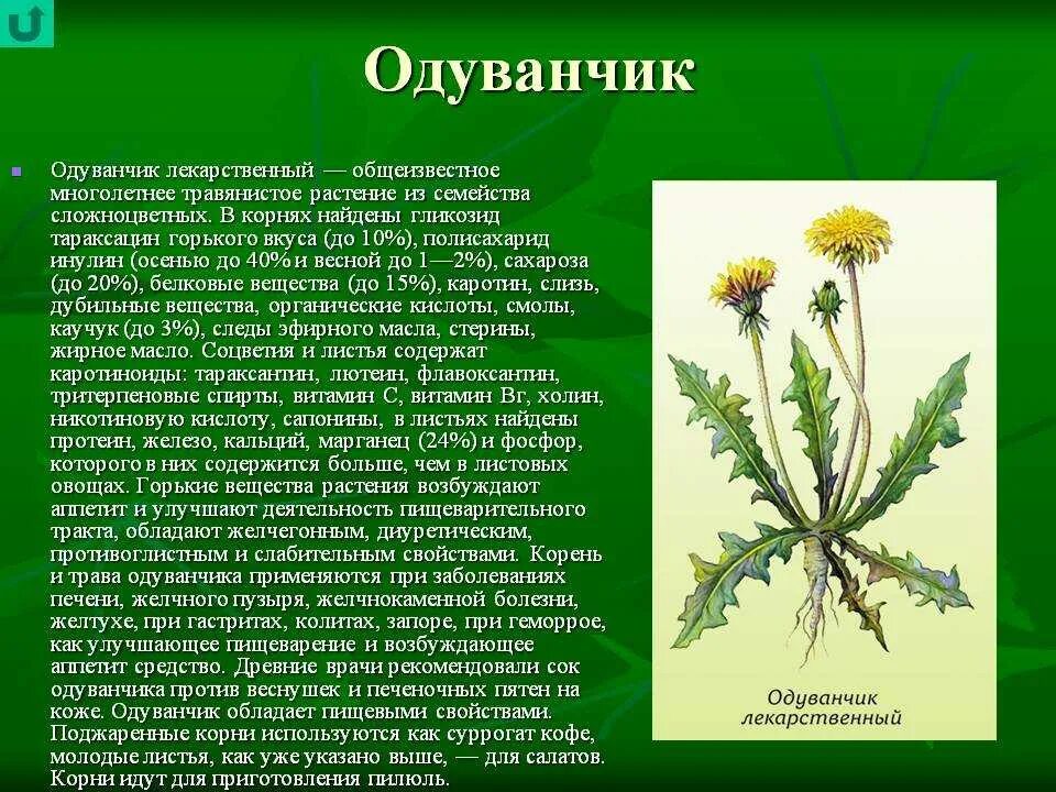 Одуванчик лекарственный горькие гликозиды. Одуванчик сорное растение. Семейство Сложноцветные одуванчик лекарственный. Одуванчик полевой лекарственный.