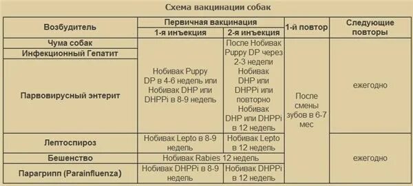 Вакцинация щенков немецкой овчарки таблица. Прививки немецкой овчарки до года по месяцам таблица. Календарь прививок для собак немецкой овчарки. Вакцинация щенка немецкой овчарки схема. Прививки для щенков график