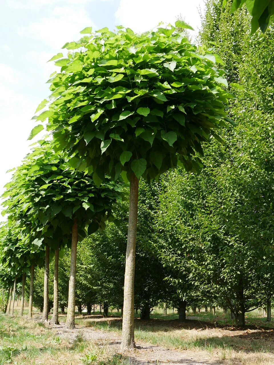 Катальпа бигнониевидная (Catalpa bignonioides). Катальпа сиреневидная. Катальпа бигнониевидная Nana. Катальпа дерево купить