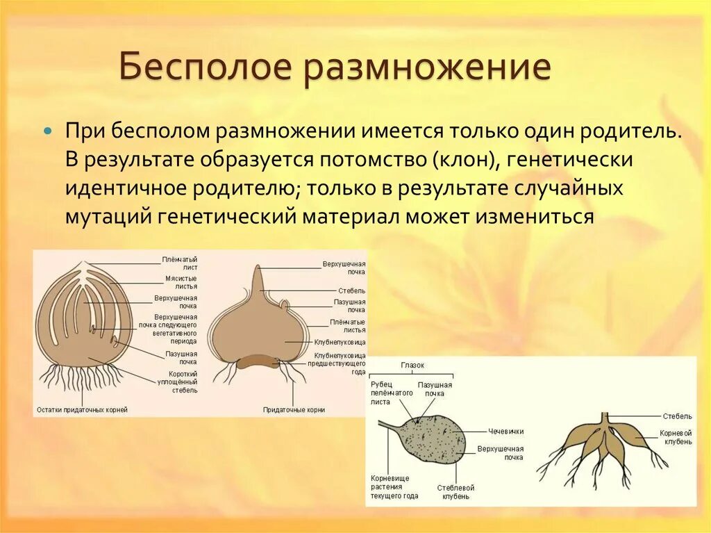 Проект по биологии бесполое размножение растений. Бесполое размножение растений 9 класс. Бесполое размножение 9 класс биология. Ббезполовое размножение. Биология как размножаются