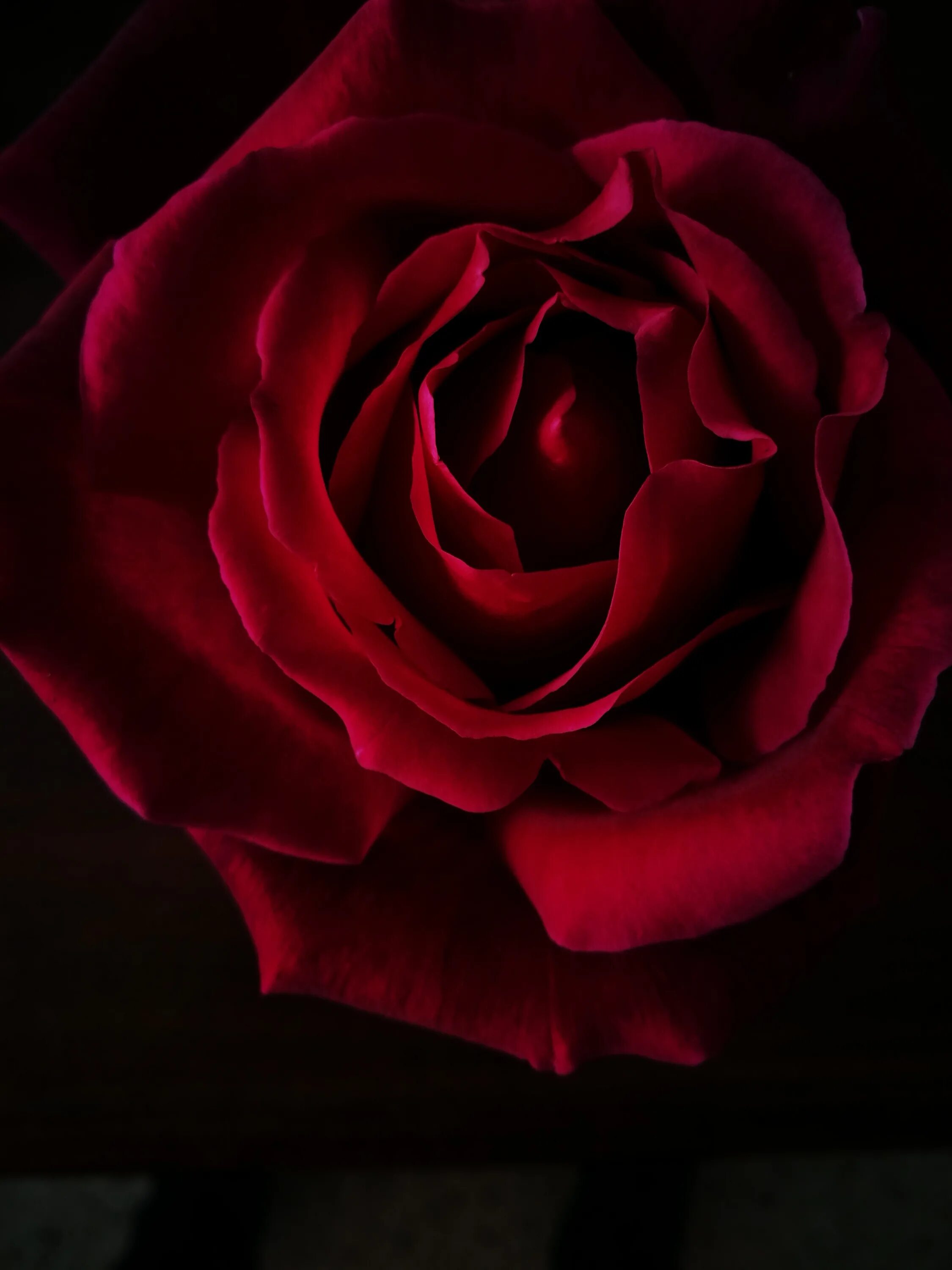 Черный цвет кажется красным. Блэк Роуз ред Роуз. Темно бордовые розы.