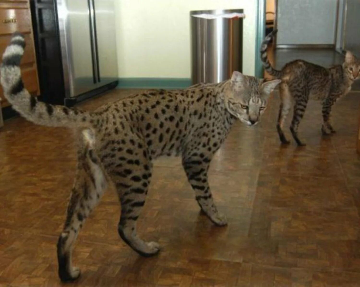 Названия крупных кошек. Мейн кун Ашера. Саванна кошка. Сервал Ашера. Саванна кошка большая.