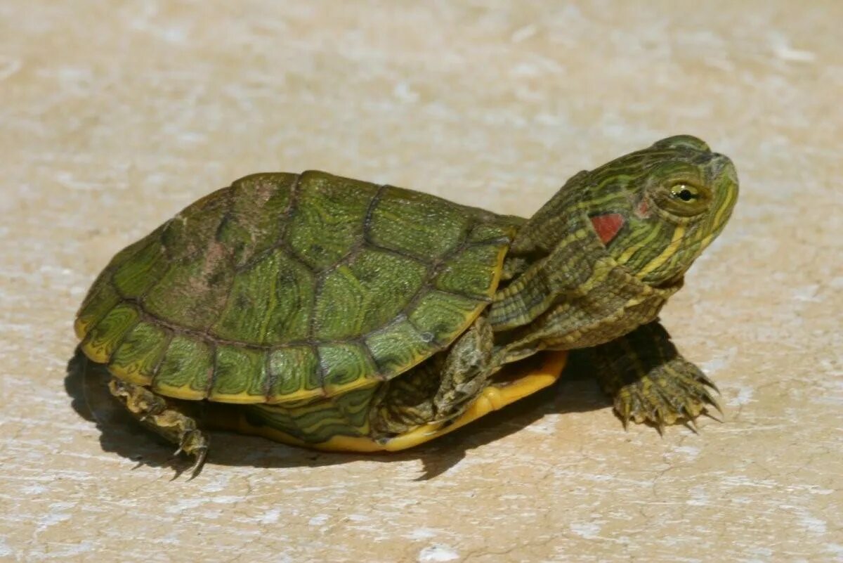 Красноухая черепаха хищная. Красноухая желтобрюхая черепаха. Красноухая черепаха маленькая. Красноухая водоплавающая черепаха. Черепаха красноухая черепаха.