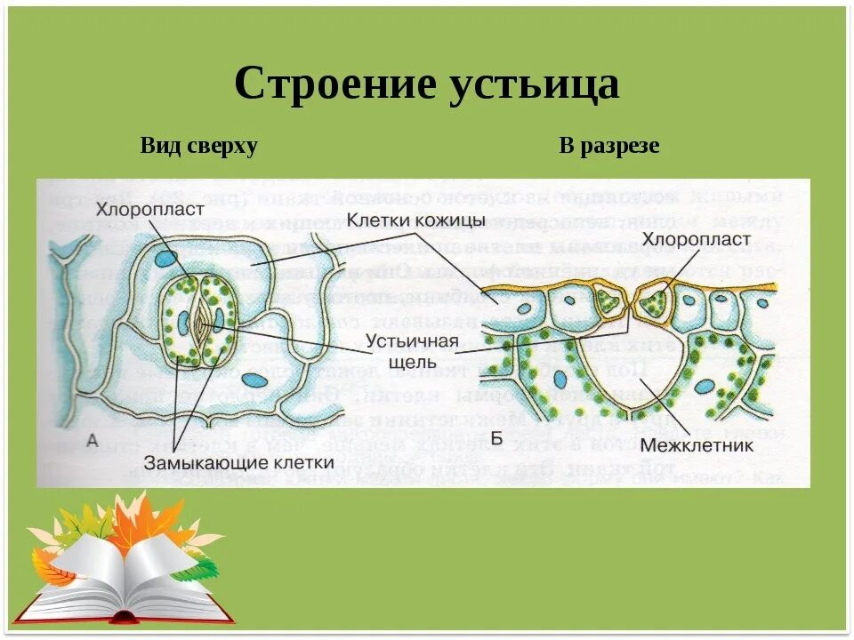 Устье растений. Строение устьица. Строение устьиц растений. Устьичный аппарат растений строение. Строение листа растения устьица.