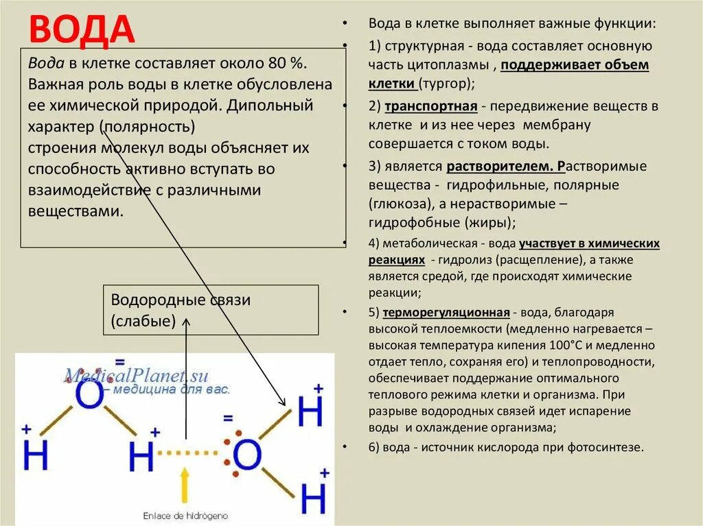 Роль воды в жизнедеятельности клетки