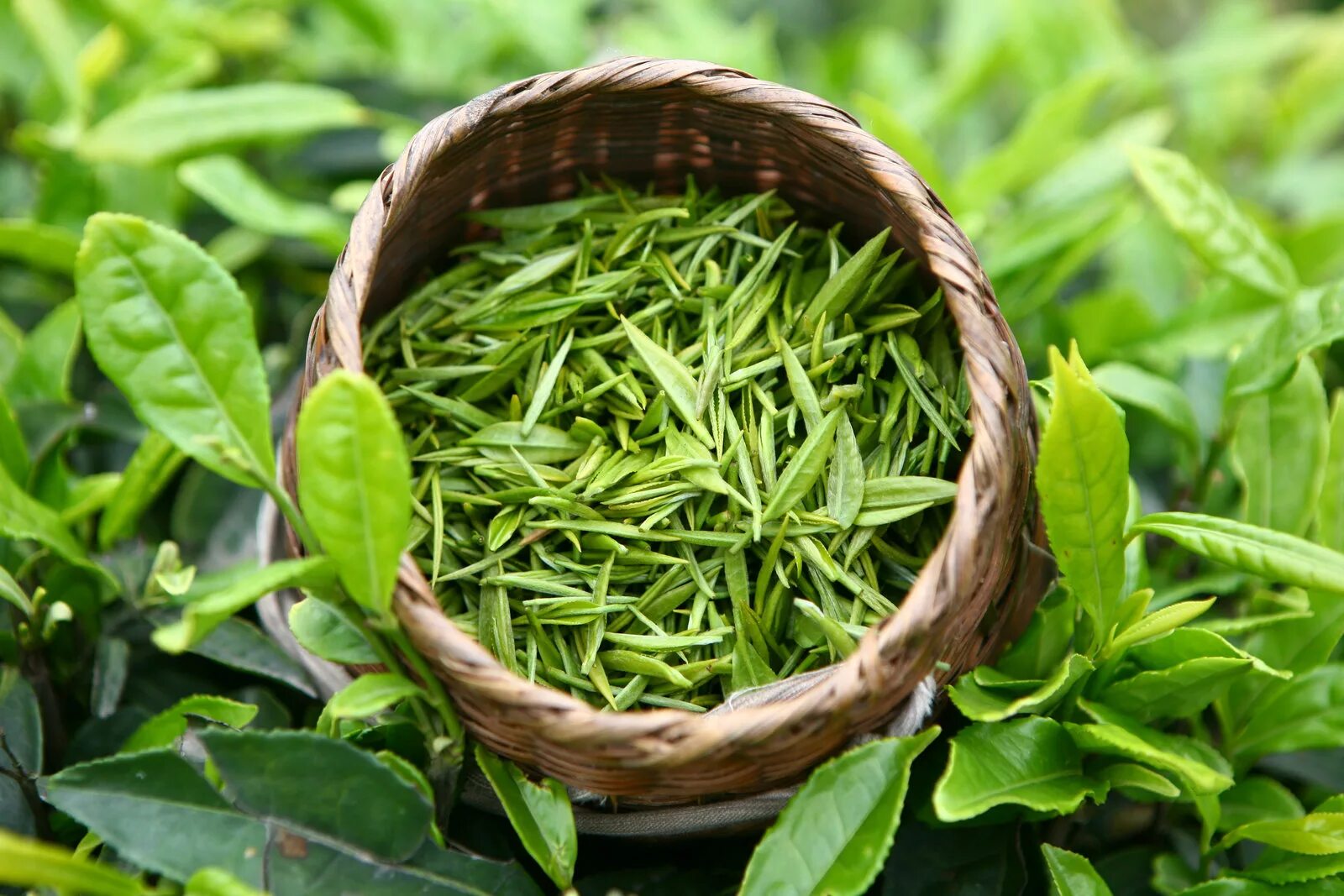 Листья чая купить. Зеленый чай. Чайный лист. Листья чая. Китайский зеленый чай.