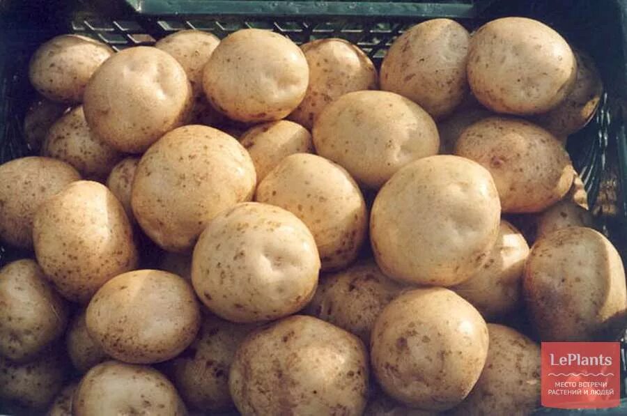 Купить картофель в ленинградской области. Картофель Тимо Ханккиян. Сорт картофеля Тимо. Картофель Лабадия. Картофель сорт Сильвана.