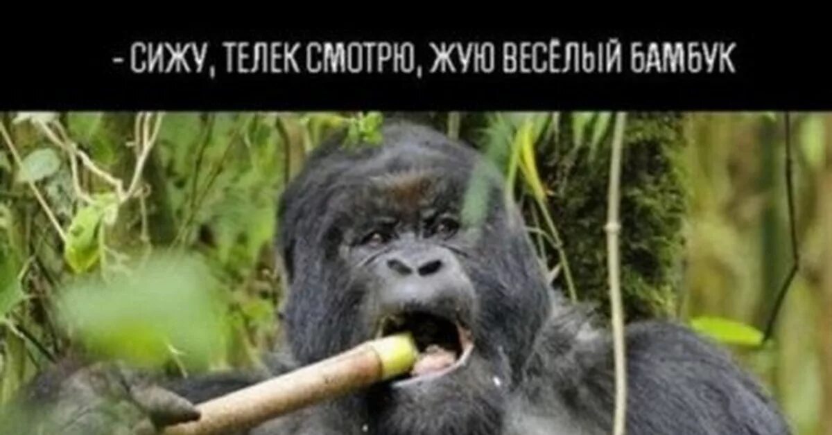 Курю бамбук песня. Покури бамбук. курят бамбук. бамбук мем.