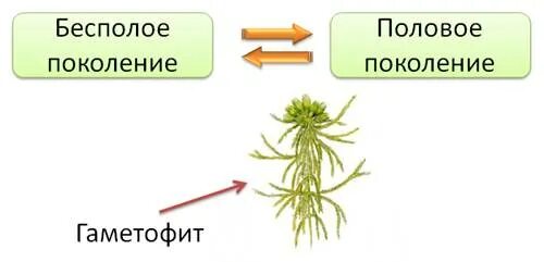 Половое поколение кукушкина льна. Схема размножения мхов (половое, бесполое). Бесполое размножение мхов схема. Размножение мхов схема. Половое поколение моховидных.