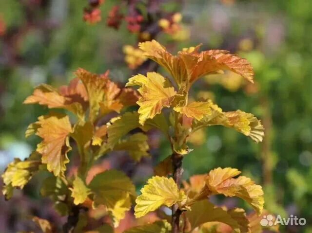 Picture and description of Physocarpus opulifolius 'Jefam' (AMBER JUBILEE)