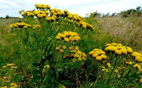 Трава цветки пижмы