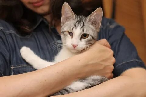 Кот макс
