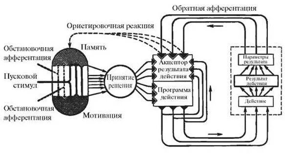 Афферентация это. Схема обратной афферентации физиология. Обратная афферентация. Обратная афферентация схема. Обратная афферентация физиология.