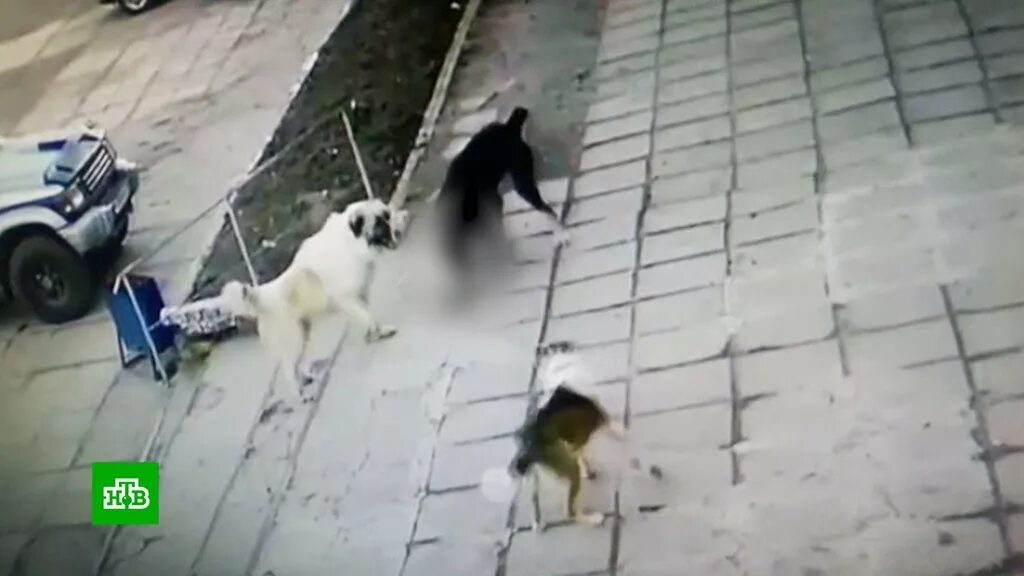 Нападение собак видео