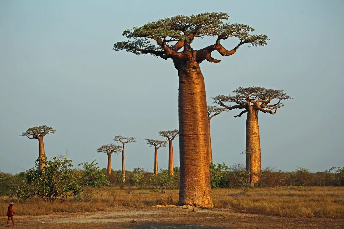 Самая большая площадь в африке занимает. Баобаб Тарангире. Баобаб в саванне Африки. Баобаб (Адансония пальчатая. Растения Танзании баобаб.