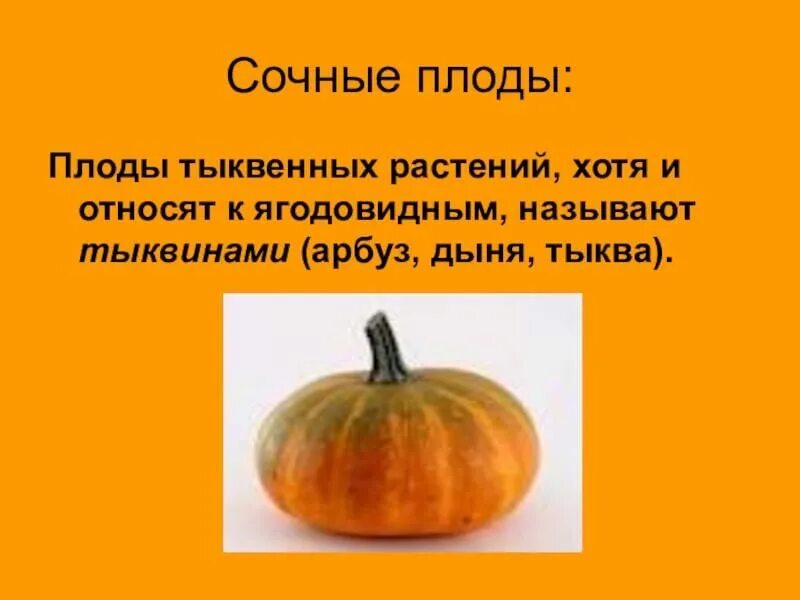Плод тыквина примеры растений Урок по теме: "Плод. Разнообразие и значение плодов".