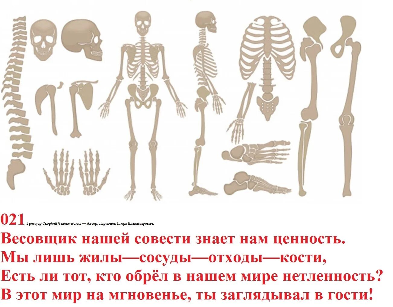 Day bones. Скелет человека. Кости человеческого скелета. Скелет человека анатомия. Отдельные части скелета для детей.