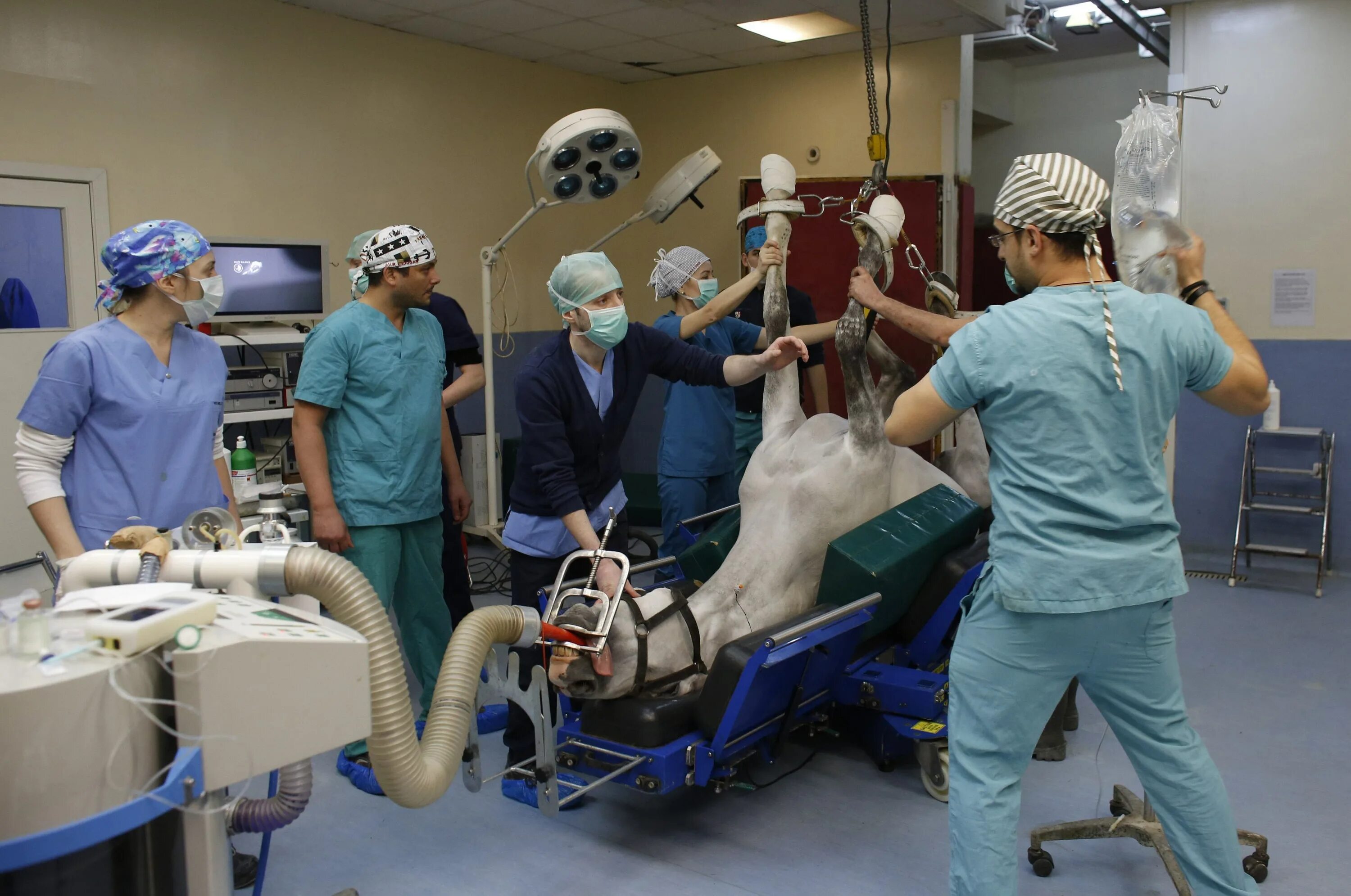 Ветеринарная Операционная. Хирургическая операция животных. Подготовка к хирургической операции