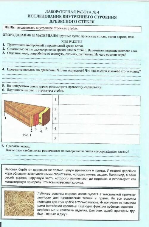 Тесты по биологии строение стебля. Лабораторная работа внутреннее строение стебля. строение стебля лабораторная работа 6 класс. лабораторная работа внутреннее строение стебля 6 класс. внутреннее строение ветки дерева лабораторная работа 6 класс.