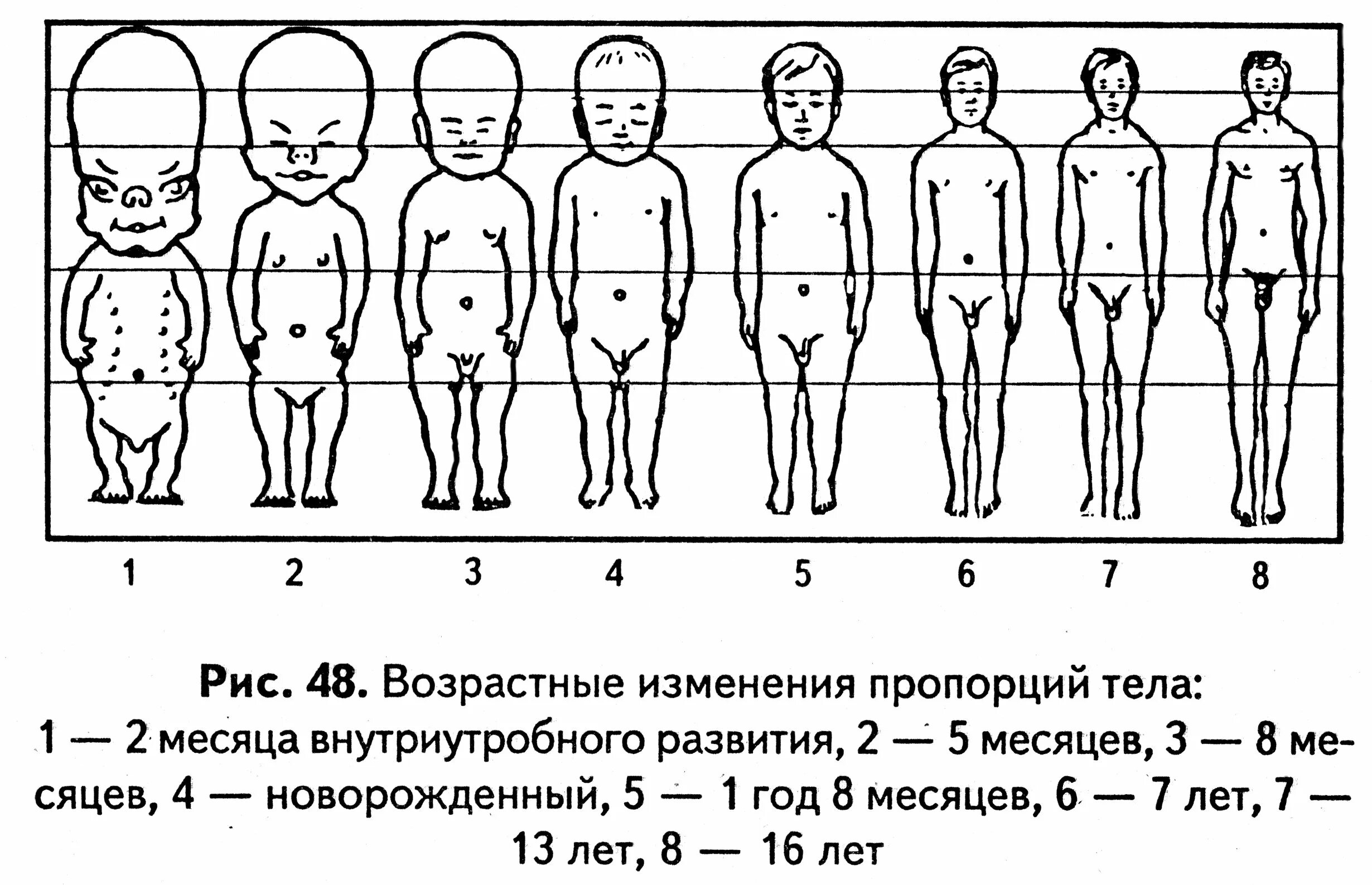 3 изменения человека. Пропорции тела ребенка 1 год и 3. Изменения пропорции тела ребенка в различные возрастные периоды. Пропорции тела младенца в 3 месяца. Пропорции тела ребенка их изменения в возрастном аспекте.