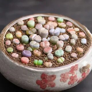 Живой камушек