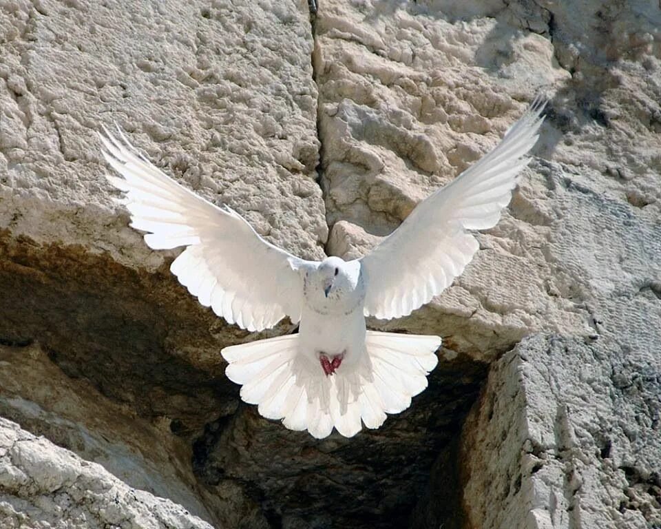 Св птица. Горлица Иерусалим. Белый голубь. Голуби в Израиле.