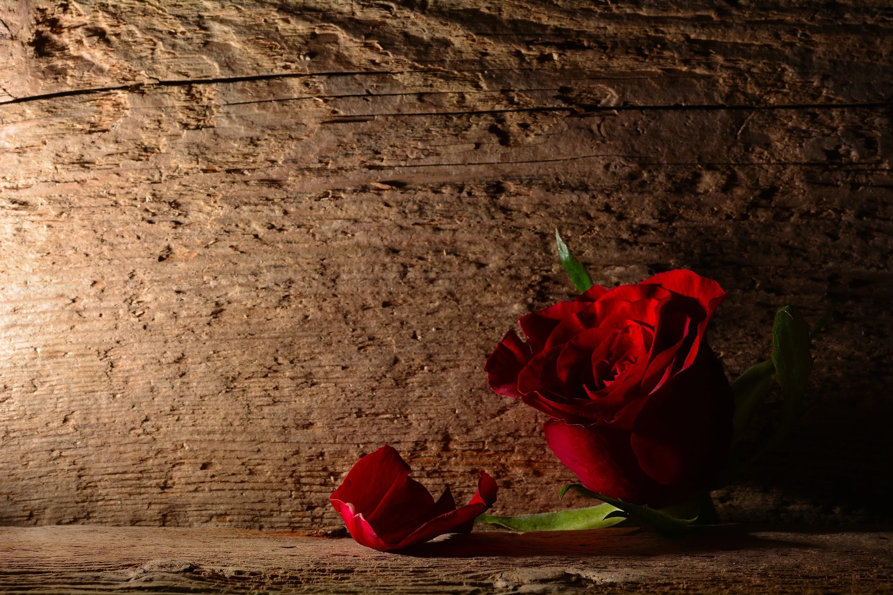 Красные розы стена. Стена из красных роз. Каменная стена с красными цветами. Розы стена фоны для фотошопа.