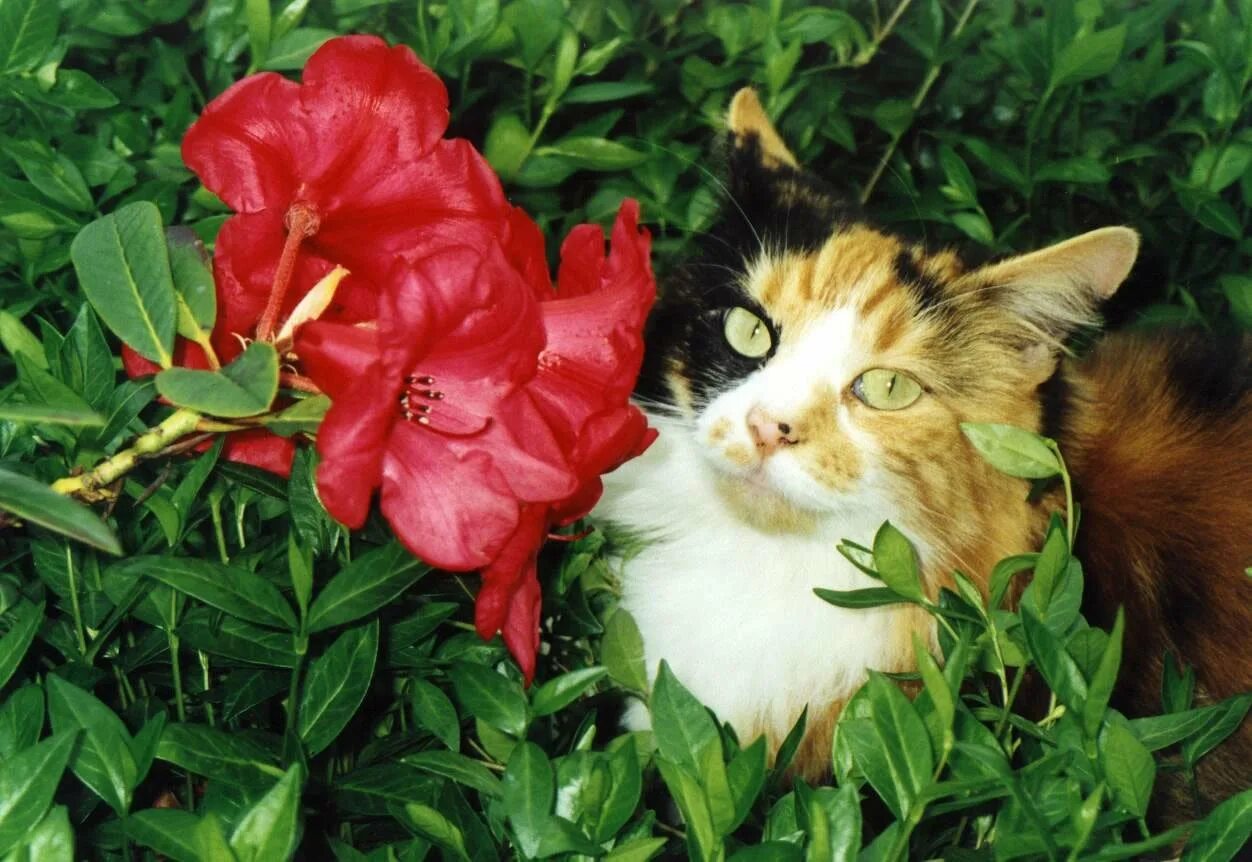 котик с цветочком.