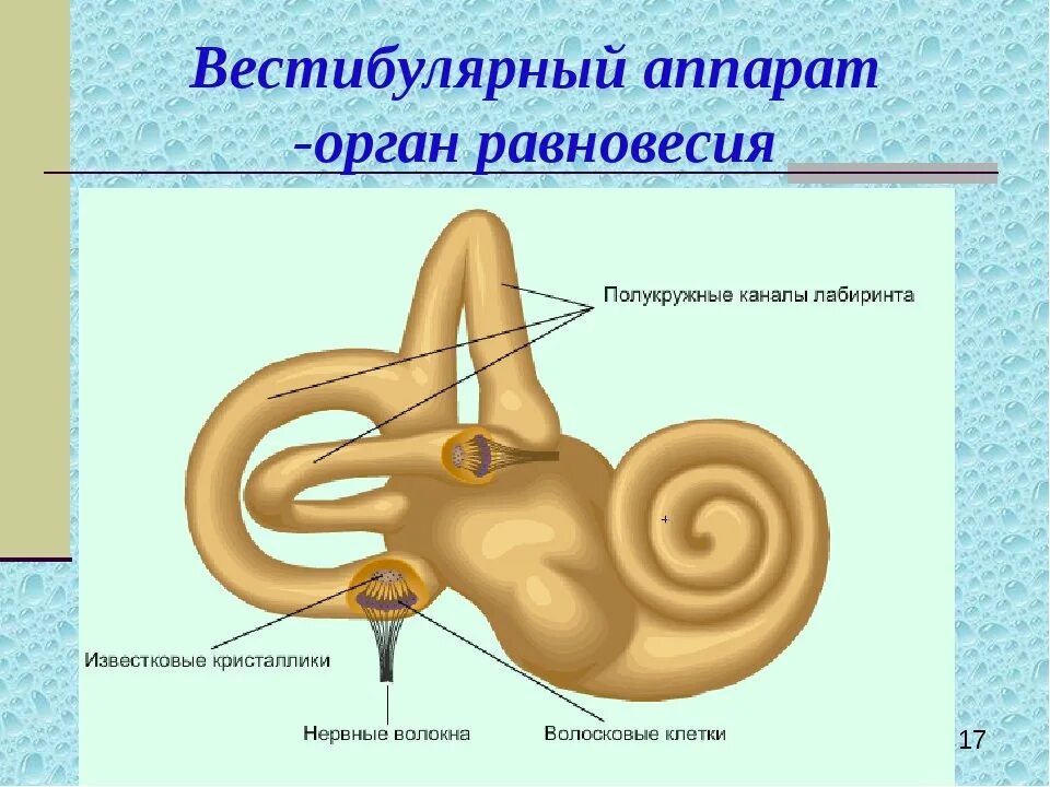 Вестибулярный аппарат является органом