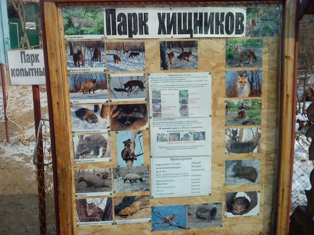 Магазин сафари комсомольск на амуре. Магазин сафари смоленск адрес фото магазина. Сафари режим работы. Сафари парк краснодар. Магазин сафари майкоп.