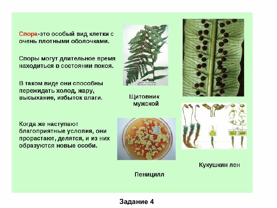 Класс в биологии 5 класс определение кратко. Спора это в биологии 5 класс. спора это в биологии 5 класс определение. что такое споры в биологии 5 класс. что такое спора в биологии 6 класс.