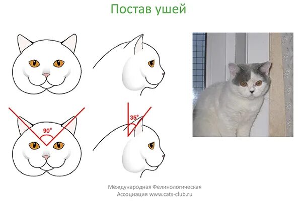 шотландская британская кошка прямоухая.