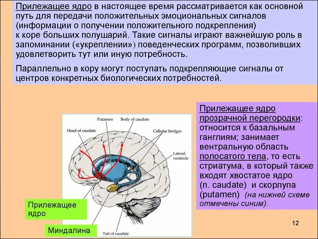 Стационарное ядро. Прилежащее ядро головного мозга. Прилежащее ядро головного мозга функции. Базальные ганглии анатомия мрт. Хвостатого ядра и скорлупы базального ганглия..