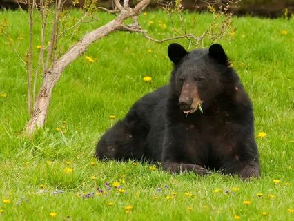 Ours black