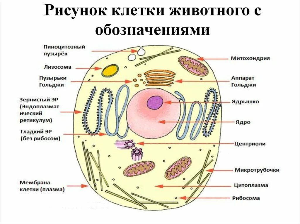 Простейшая живая клетка. Строение клетки животного с обозначениями. Строение животной клетки рисунок. Схематичное изображение животной клетки. Структура животной клетки рисунок.