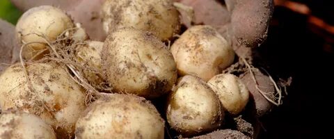 Дорога картофель