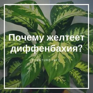 Диффенбахия желтеют листья причина