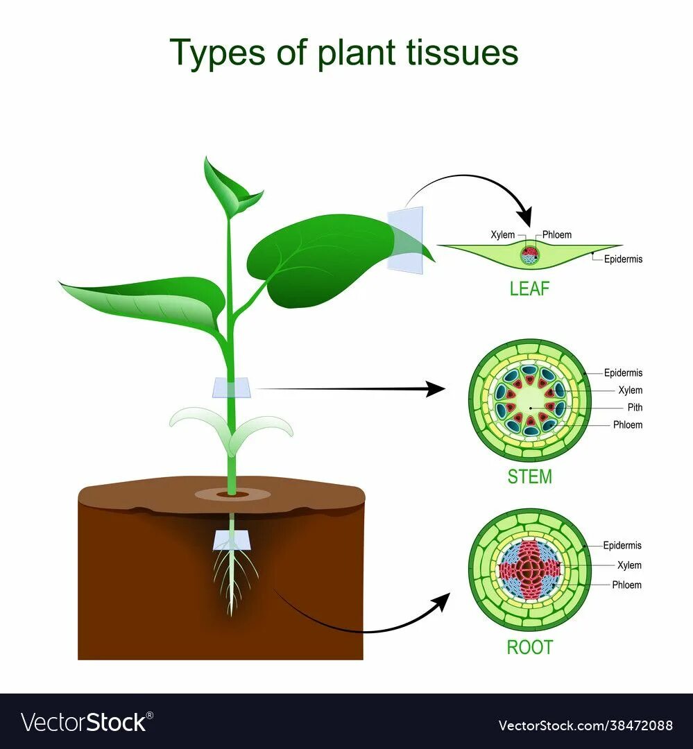 Plant Tissues. Plant Tissue Types. Лист растения объект. Эндархная Ксилема.