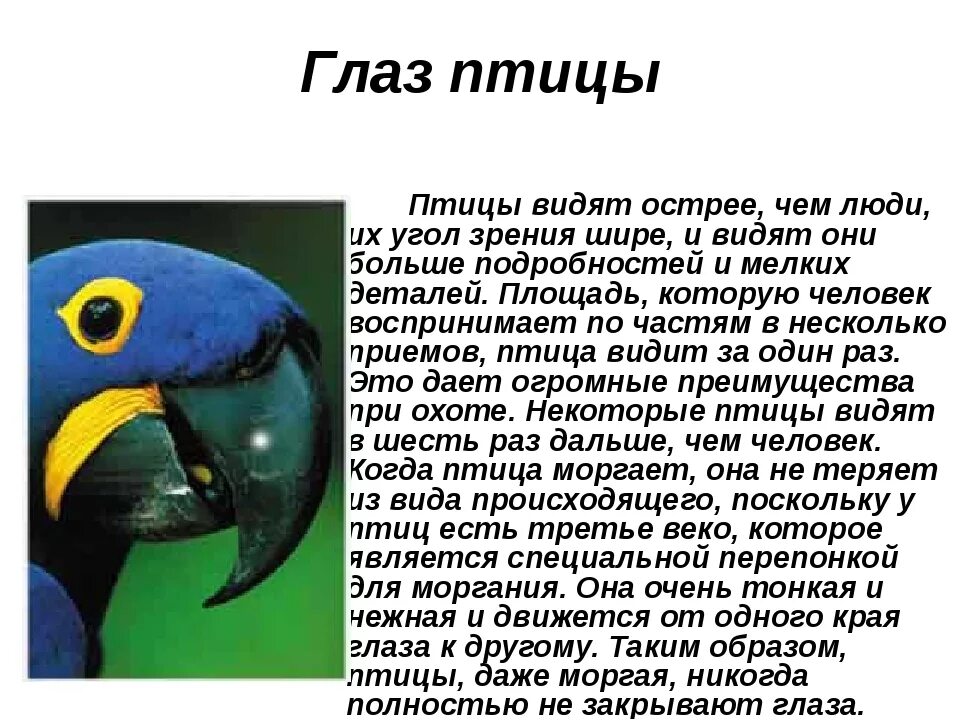 Глаза у птиц особенности. Зрение птиц. Строение глаза птицы. Анатомия глаза птиц. Зрение и слух у птиц.