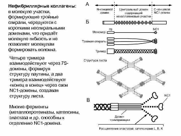 Молекула органического вещества эукариотической клетки. Первичная структура коллагена 1 типа. Структурная формула коллагена 1 типа. Первичная структура коллагена биохимия. Коллагеновые фибриллы 1 и 3 типа.