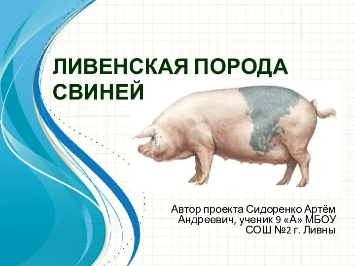 Ливенская белая. Порода курей ливенская ситцевая. Ливенская порода поросят. Куры породы ливенская ситцевая. Ливенско белые поросята.