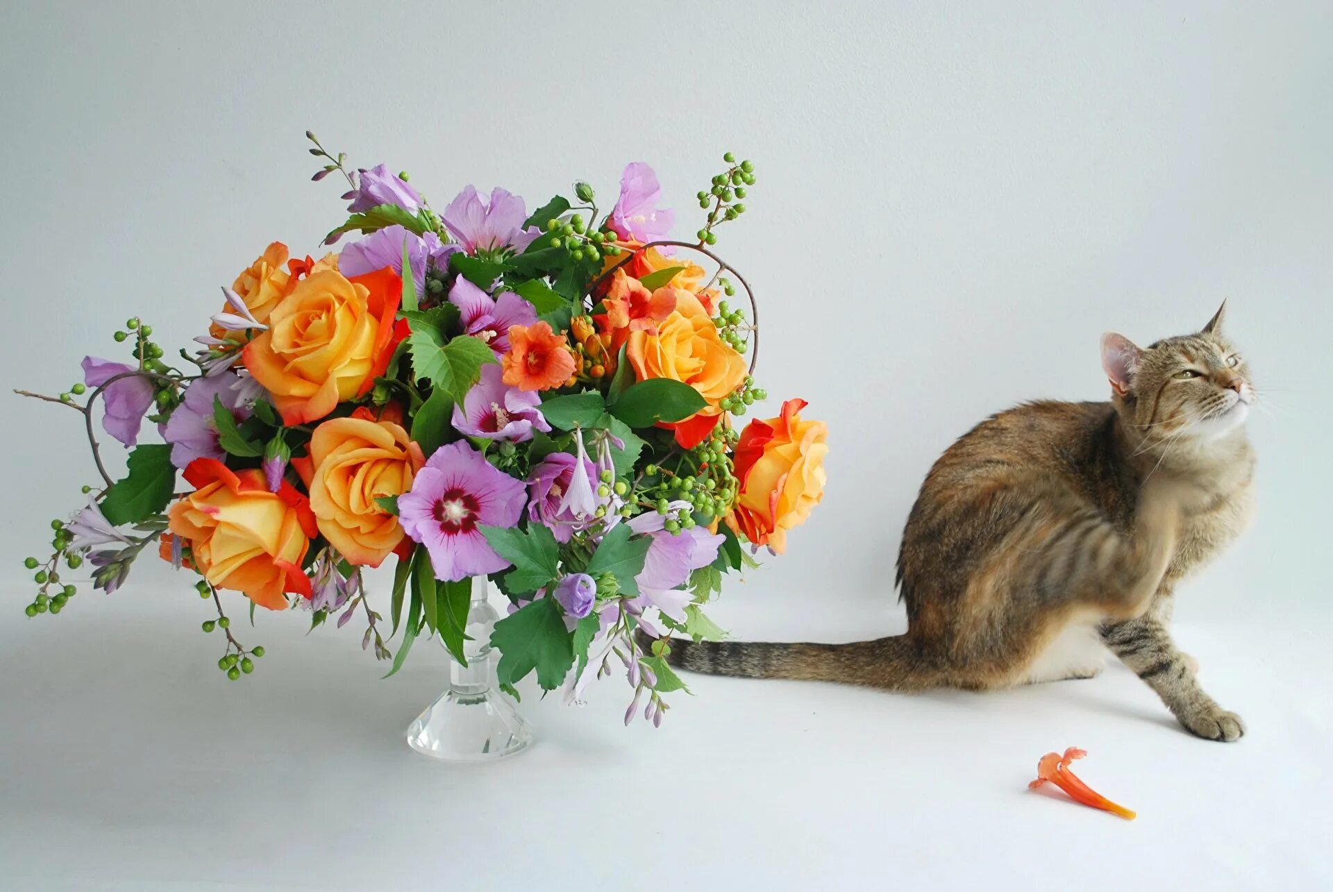 Кот дарит цветы. Котик с цветами. Открытка с днём рождения с котом. Художник лорри кайенна коты. Поздравительные открытки с кошками.