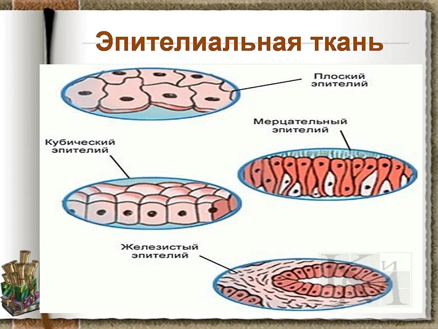 Покровная эпителиальная ткань. Строение эпителиальной ткани растений. Покровный эпителий строение ткани. Клетка эпителиальной ткани рисунок. Укажите ткань животного