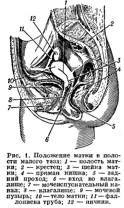 Через сколько выходит матка. Через сколько выходит матка